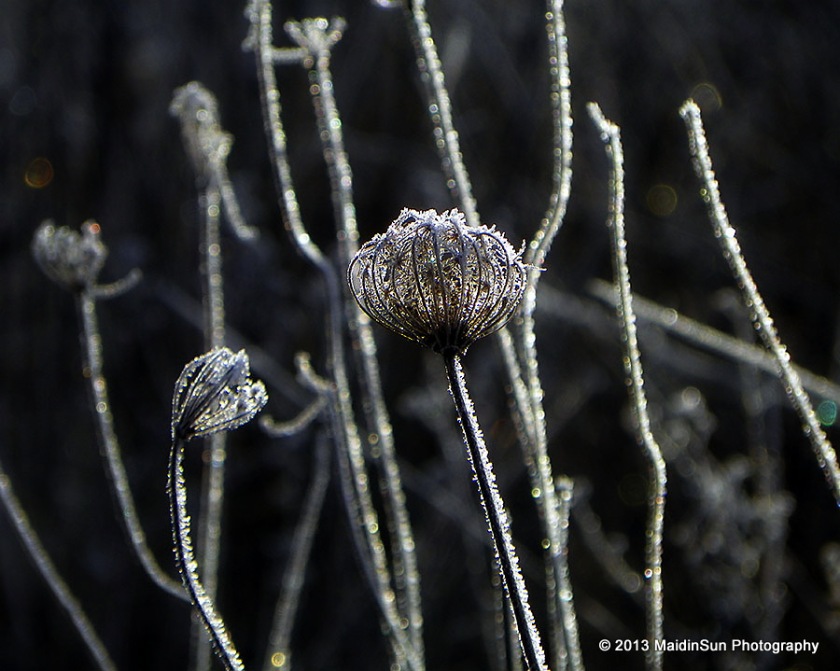 Queen Anne's Lace in her winter finery
