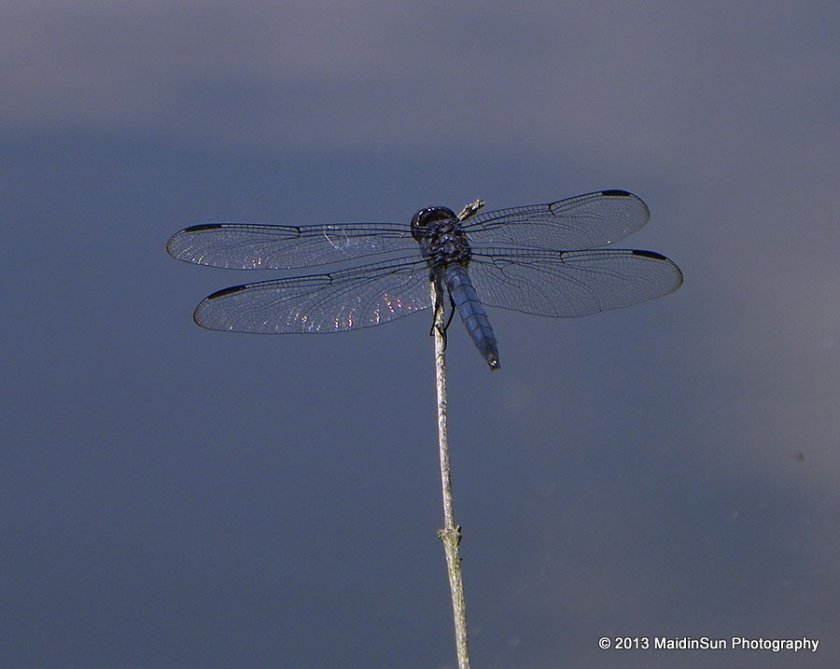 The dragonflies in the Bogs are still cooperative when it comes to having their photos taken.
