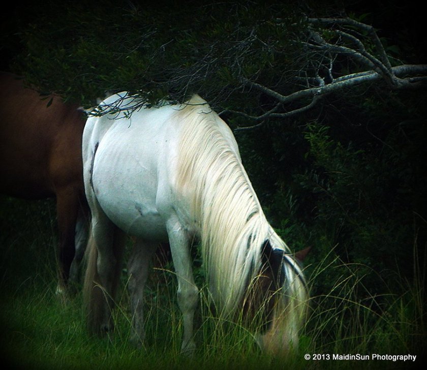 Ivory.  (Wild horse.  Assateague Island)