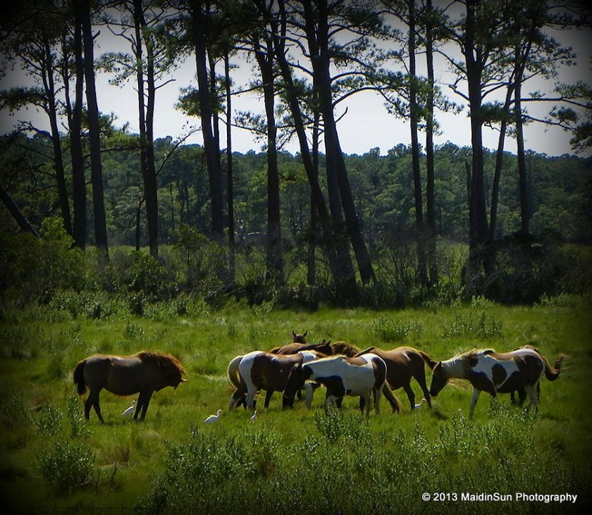 Herd mentality.  (Chincoteague)