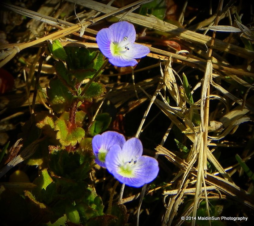 Veronica persica. Found near the street at the front on the property. 09 March 2014.