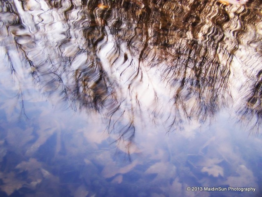 Reflections on the surface of the pond.  November 2006.