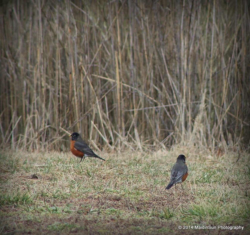 Two robins