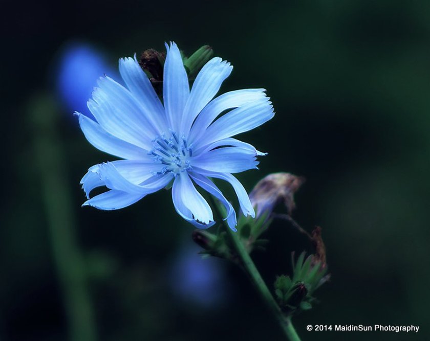 Chicory in the garden