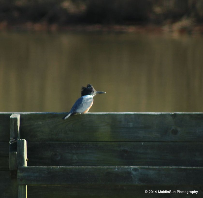 Even the Kingfisher agrees it's a good day to spend on one of the benches.