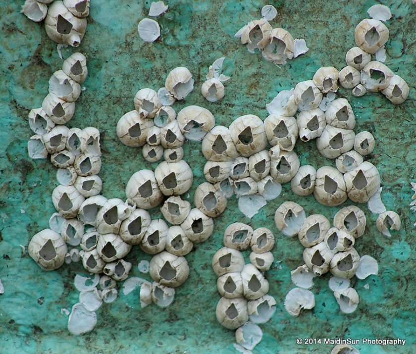 Barnacles.  (They remind me of eggshells.)