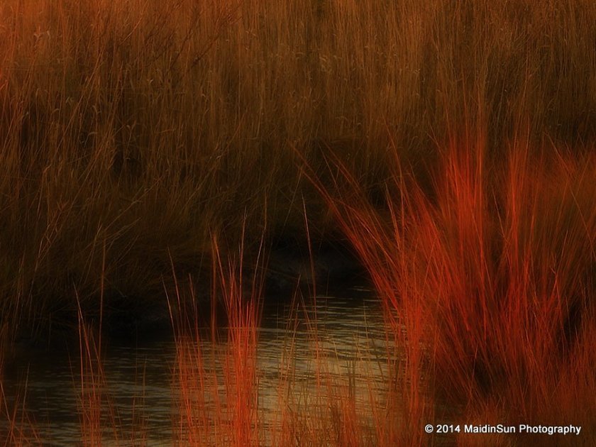 I love the way the marsh grasses "catch fire" with the light from the setting sun.