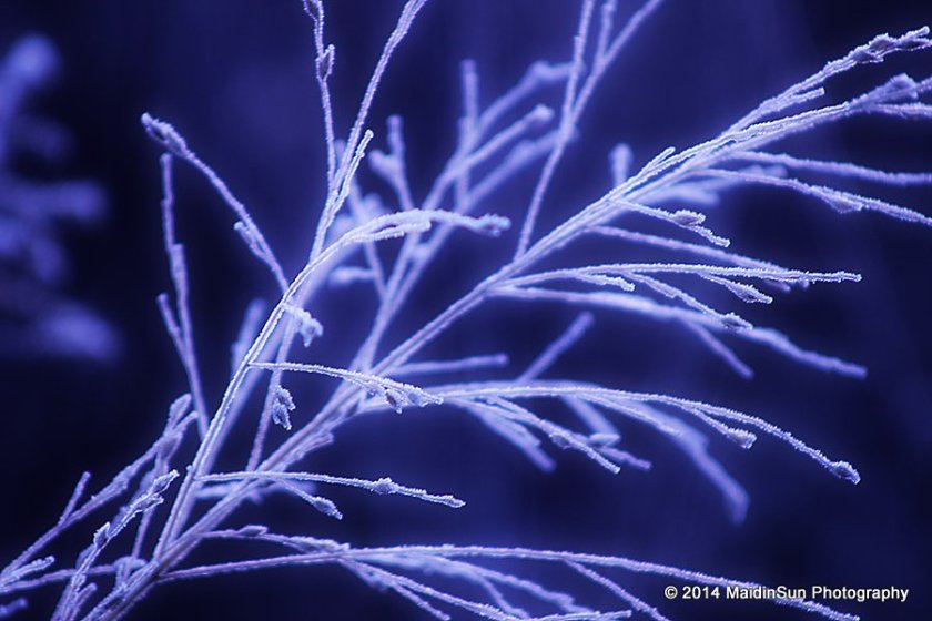 Frosted grass.