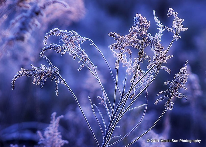 Sunrise colors in the frosty meadow.