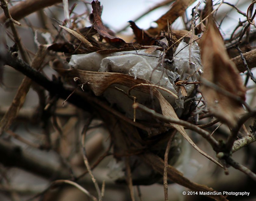 In case you're wondering what you're looking at in this image, it is a bird nest lined with plastic.