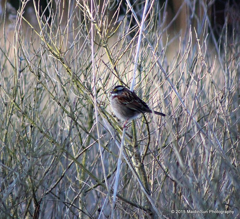White-throated Sparrow in the marsh.