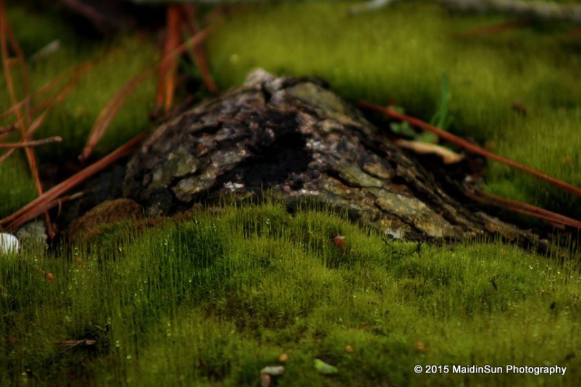 In a mossy world.