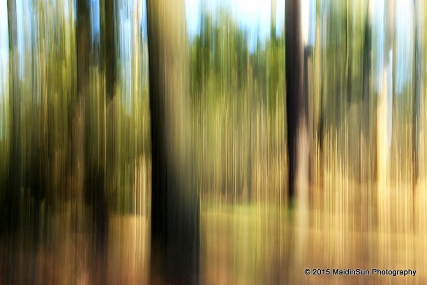 Trees, meadow, and woods, blurred together.