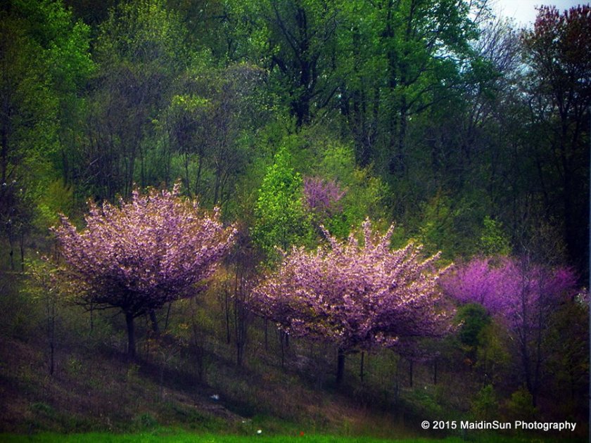 Crabapples and redbuds.