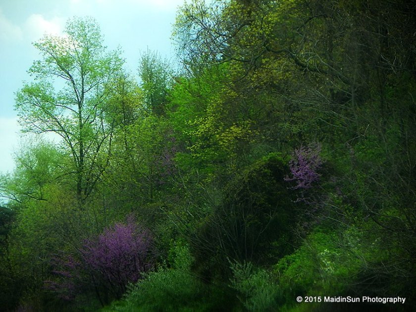 I saw a lot of redbuds throughout western Maryland, Pennsylvania, and West Virginia.