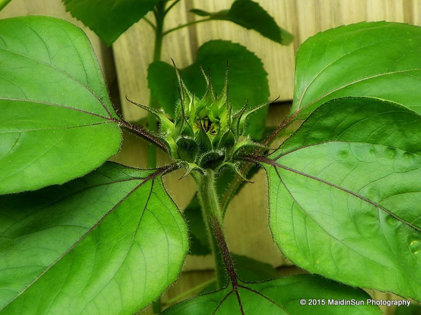 Oh, look!  Looks like we'll have at least one sunflower blooming soon.