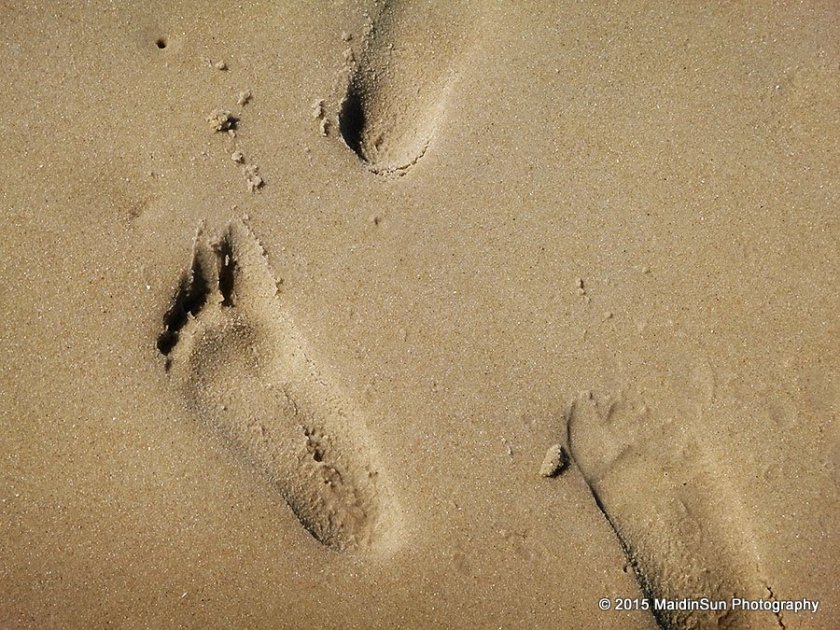 Small footprints in the sand.