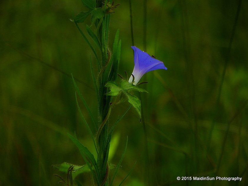 Wouldn't it be wonderful to glow from within the way the Morning Glories do?