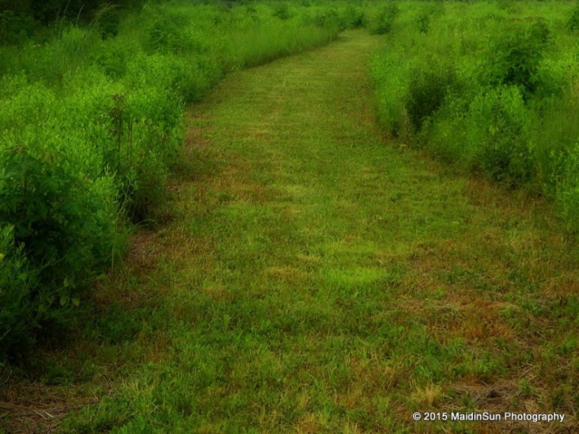 One of the paths through the Bare Meadow.