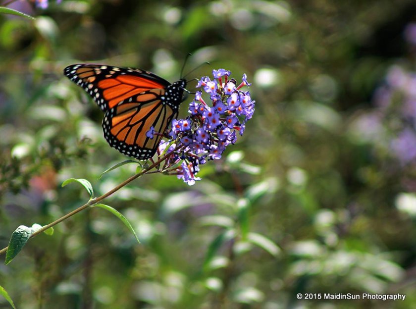 The Monarchs are still enjoying the garden.
