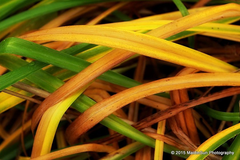 A weave of daylily leaves.