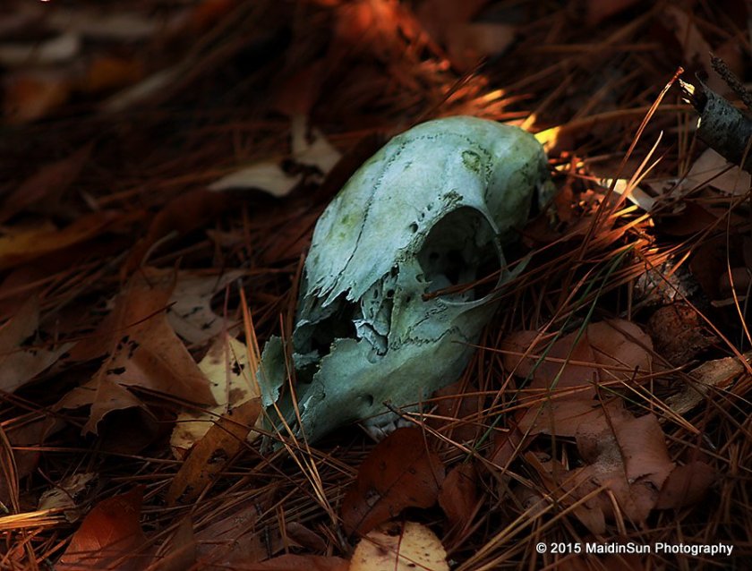 A small ray of light on the Deer Skull trail.