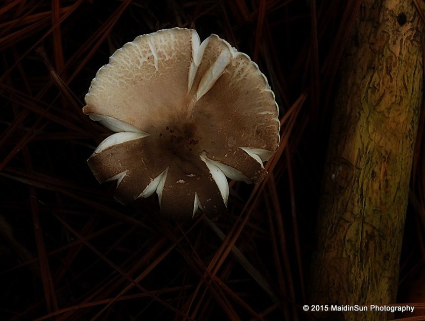 Mushroom mandala.