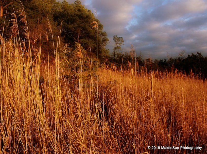 Winter sunset in the marsh grasses.