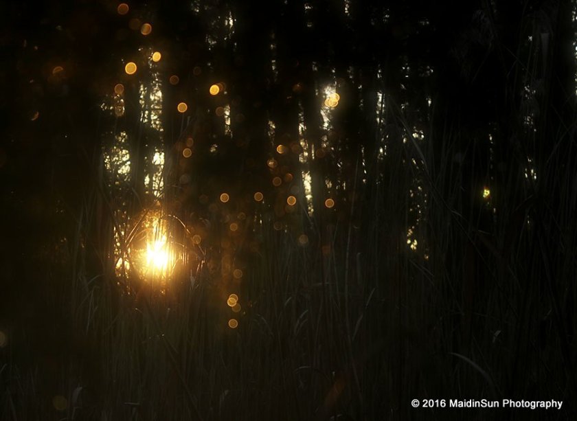 Fairy lights in the marsh.