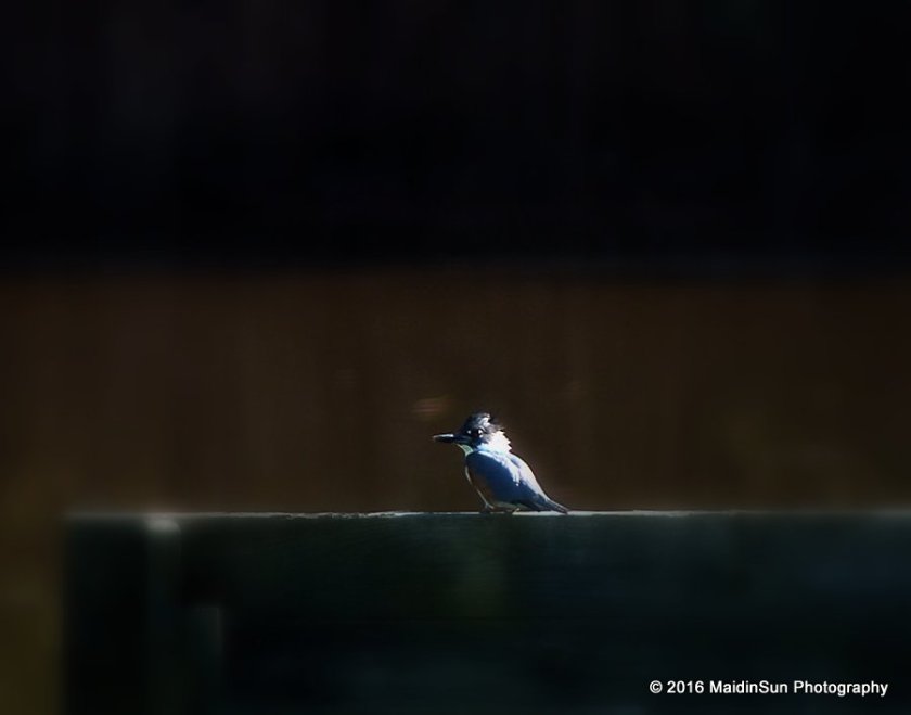 Belted Kingfisher sunbathing. (This is not a great picture -- it was taken through a dirty window -- but it's very difficult to catch a kingfisher and I'm always happy when I can.
