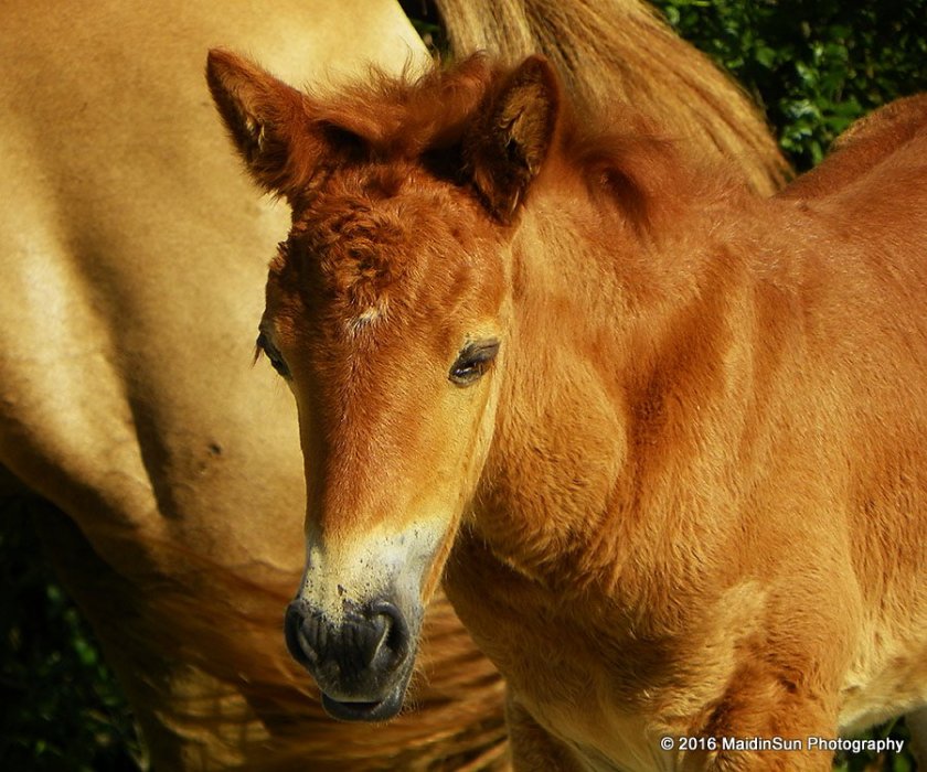 One of the new foals on Assateague Island.