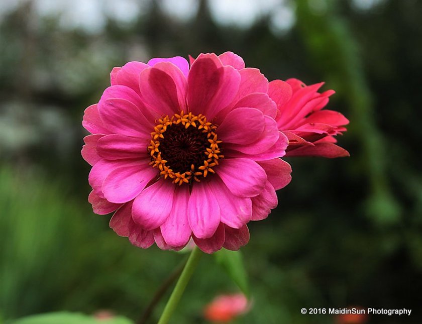 We should stop by and say hello to the zinnias while we're out and about. Their season will end soon.