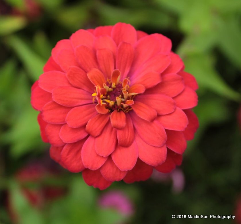 Another zinnia, just because.