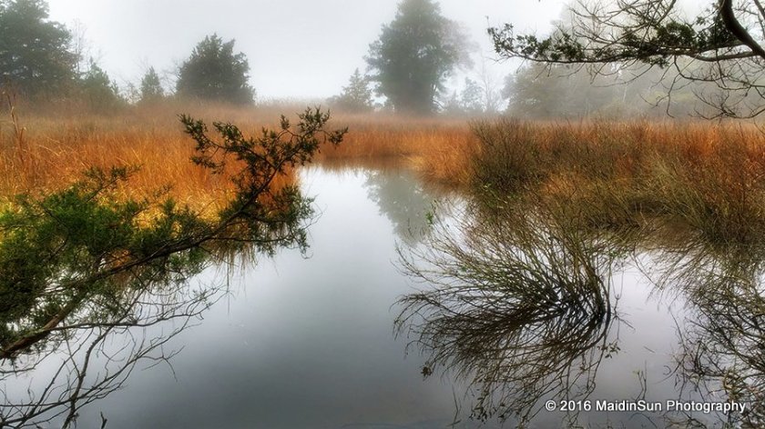 A foggy morning in the marsh.