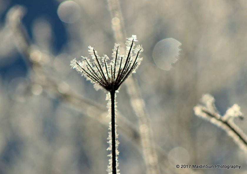 Queen Anne's Lace crowned with winter jewels.
